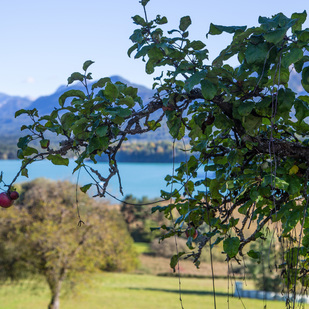 Apfelbaum