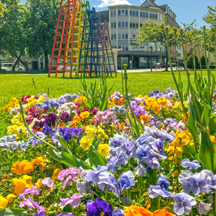 Blumen im Frühling