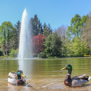 Enten