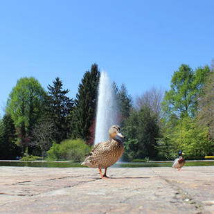 Enten