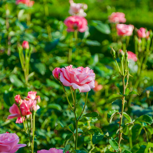 Rosengarten