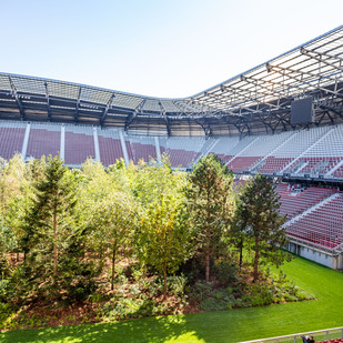 For Forest