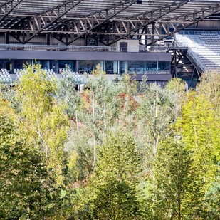For Forest
