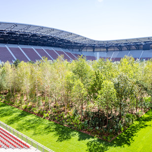 For Forest