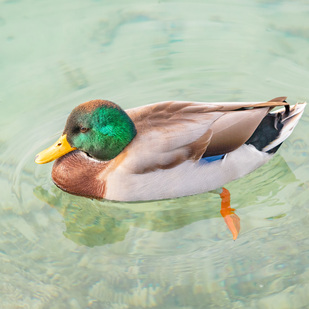 Ente
