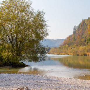 Drau