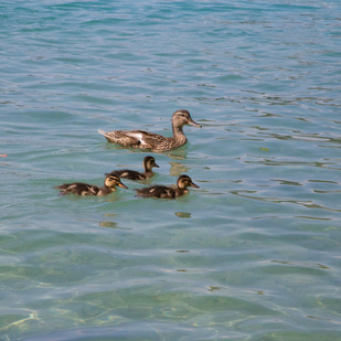 Enten