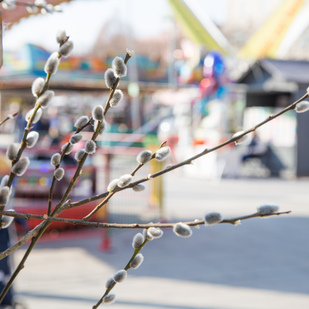 Palmkätzchen Ostermarkt