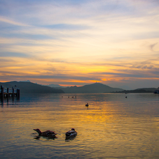 Enten Sonnenuntergang