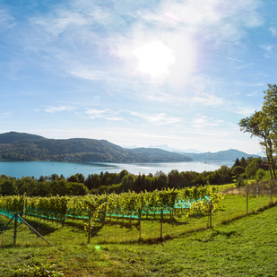 Panorama WEINBERG BEIM SCHLOSS FREYENTHURN IN KLAGENFURT