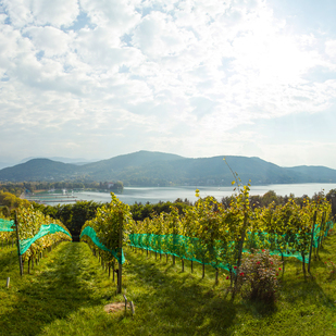 Panorama WEINBERG BEIM SCHLOSS FREYENTHURN IN KLAGENFURT