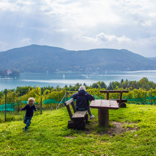 Bank über dem Weinberg am Wörthersee
