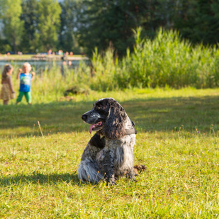 Familie mit Hund