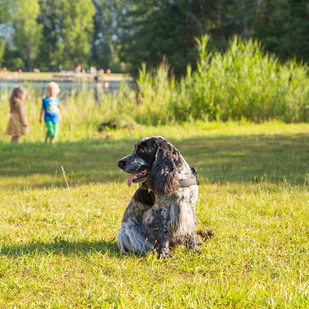 Familie mit Hund