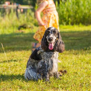 Familie mit Hund