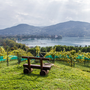 Bank über dem Weinberg am Wörthersee