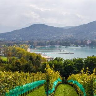 Weinberg beim Schloss Freyenthurn in Klagenfurt