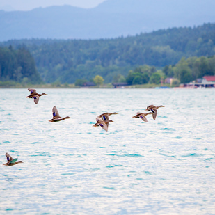 Enten im Flug