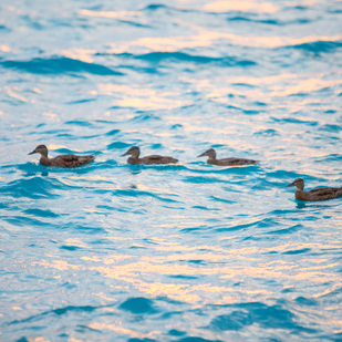 Enten