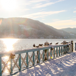 Möwen Landesteg Klagenfurt