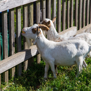 Urlaub am Bauernhof