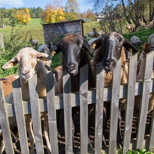Urlaub am Bauernhof