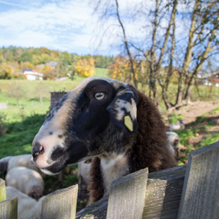 Urlaub am Bauernhof