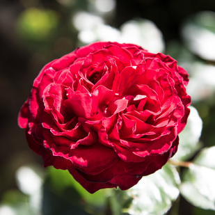 Blume