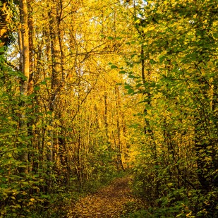 Herbstzeit im Blätterwald