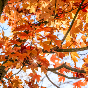 Herbststimmung am Wörthersee