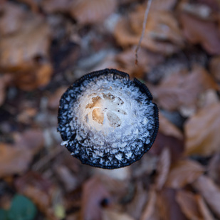 Pilz im Wald