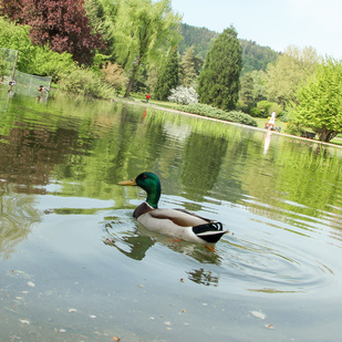 Ente 