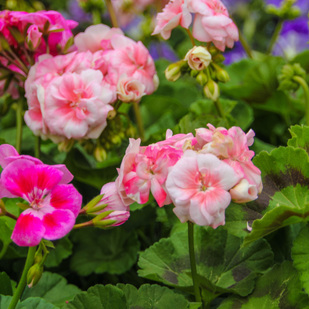 Blumenmarkt