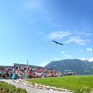 Adlerflugschau