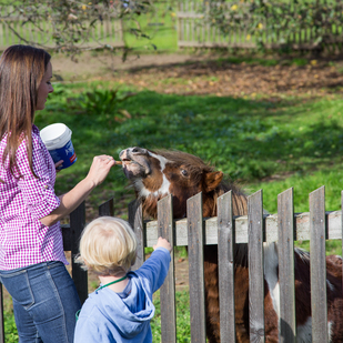 Pferde füttern beim Urlaub am Bauernhof