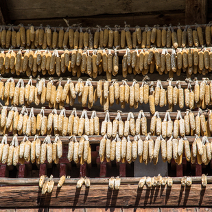 Mais, Kukuruz getrocknet