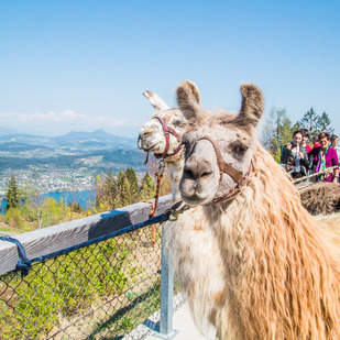Lamas