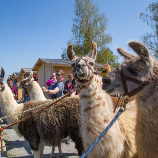 Lamas