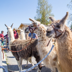 Lamas