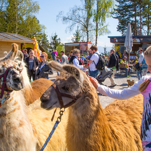 Lamas