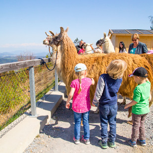 Lamas
