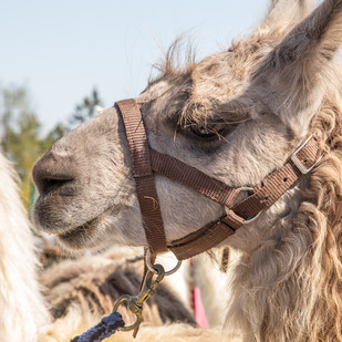 Lamas