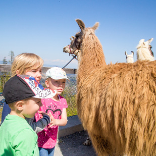 Lamas