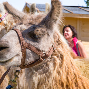 Lamas