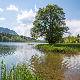 Rauschelesee