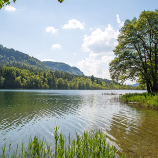 Rauschelesee