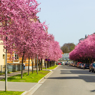 Sterneckstraße