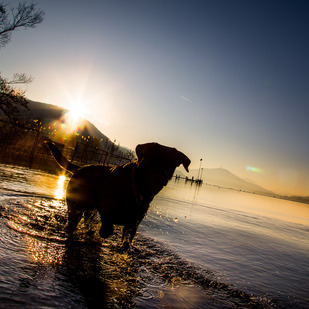 Hundewiese