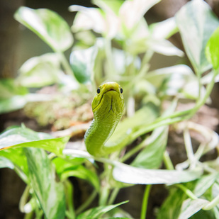 Grüne Mamba