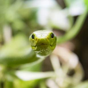 Grüne Mamba